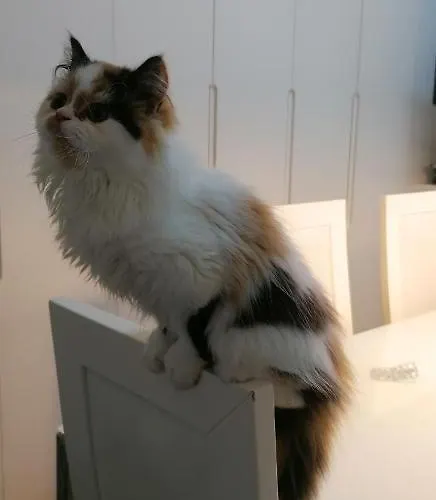 Accommodatie bij particulieren Silver *