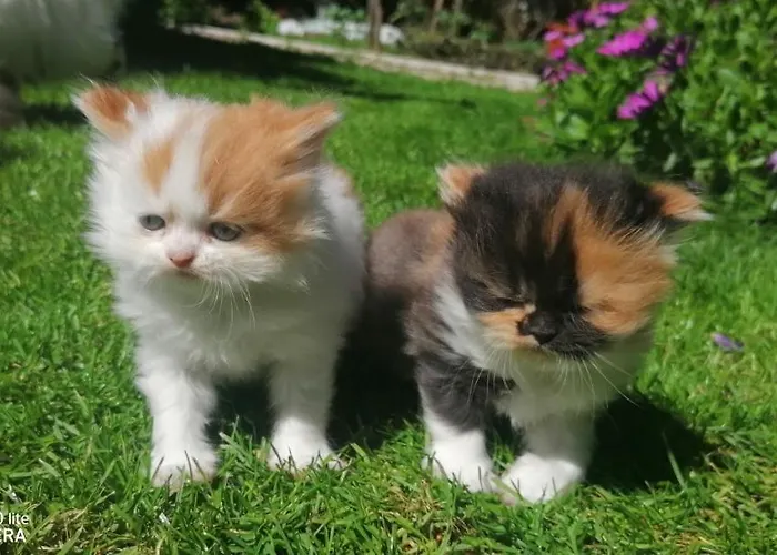 Silver Accommodatie bij particulieren